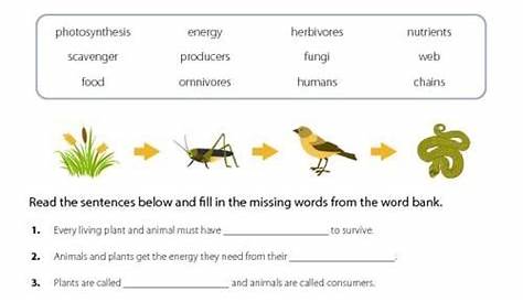 Food Chain Worksheets 3rd Grade