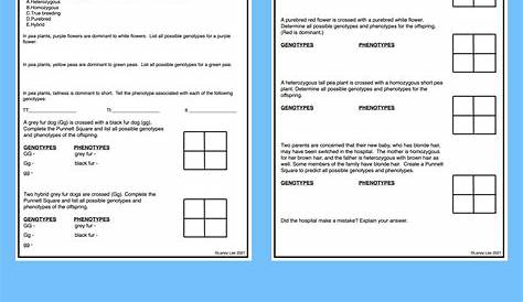 introduction to punnett squares worksheets