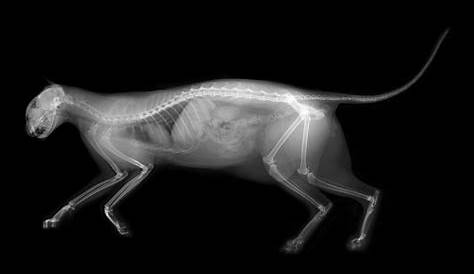 X Ray of a Kitten - radRounds Radiology Network