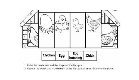 chicken life cycle worksheets for kids