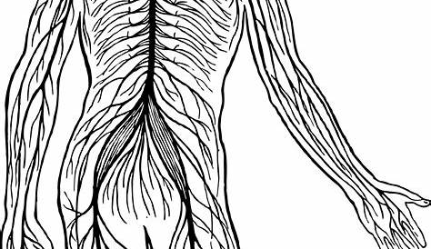 nervous system blank diagram