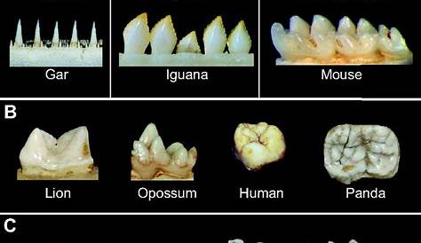 mammal teeth identification chart