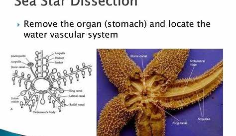 sea star structures and functions