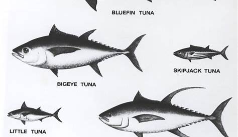bluefin tuna size chart