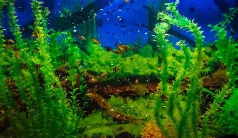freshwater fish tank ph