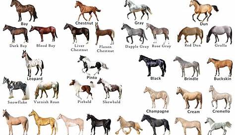 Different Horse Colors with Pictures | HorseBreedsPictures.com Horse