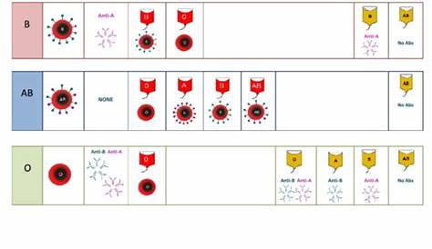 Abo Red Cell And Plasma Compatibility Chart - Western Health printable