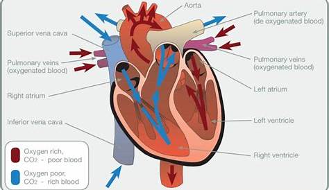 diagram of the heart anatomy and physiology career step