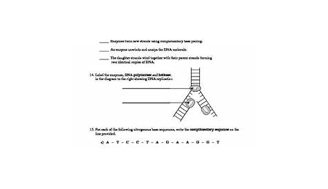 structure of dna and replication worksheets