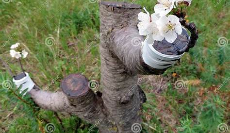 cherry tree grafting compatibility