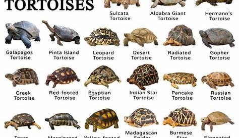 red foot tortoise food chart