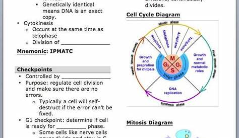 the cell cycle & mitosis worksheet