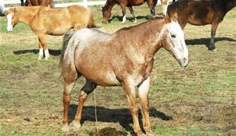 horse urine color chart