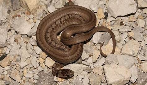 common snakes in oklahoma - Google Search | Snake, Oklahoma