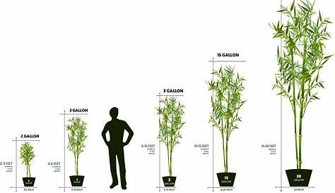 Plant Pot Sizes Chart - Plant Ideas