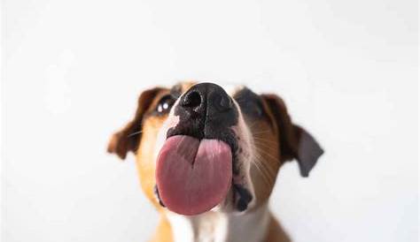 healthy dog tongue color chart