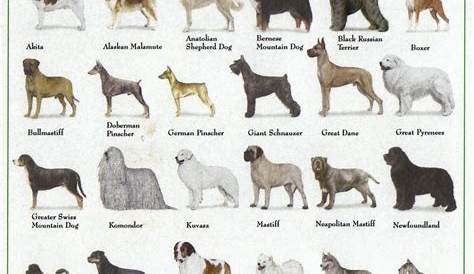 Is Rex a Dog?: Dog Breeds