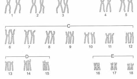 12 Karyotype Worksheet Answers Biology / worksheeto.com