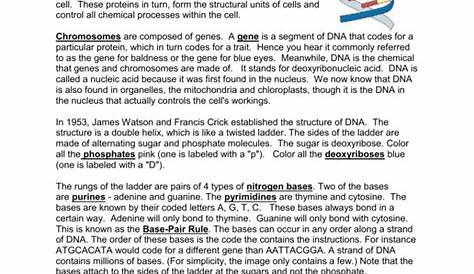 dna the double helix worksheet answers