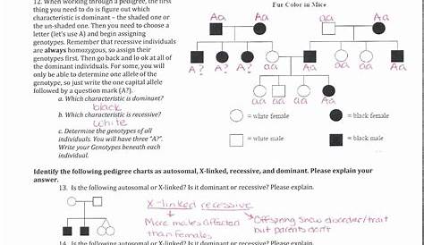 Mendelian Genetics Review Worksheet Answer Key › Athens Mutual Student