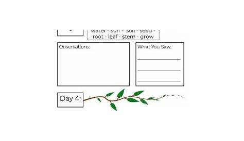 seed life cycle worksheets
