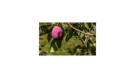 self pollinating plum tree varieties