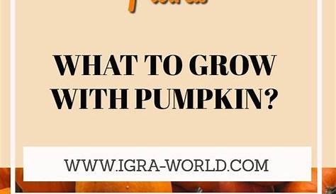 Pumpkin Companion Plants: What to Grow with Pumpkin? | Vegetable garden