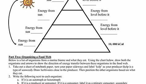 11 Energy Pyramid Trophic Levels Worksheet / worksheeto.com