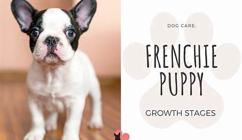 french bulldog growth stages