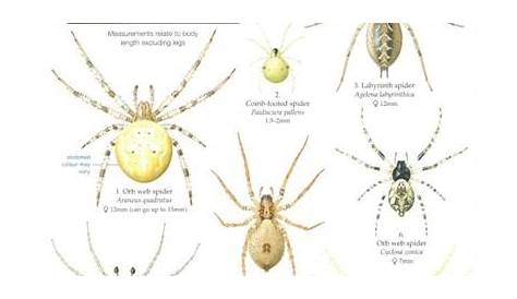A Guide to House and Garden Spiders (Identification Chart) by Bee, L