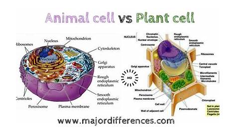 Difference Between Plant cell and Animal Cell (Plant cell vs Animal cell)
