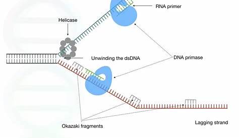 Meet DNA Primase: The Initiator Of DNA Replication