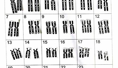 karyotype worksheets answers