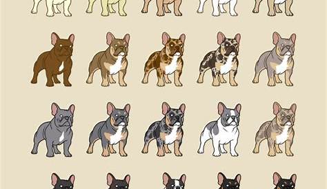41 HQ Pictures French Bulldog Dna Colour Chart - French Bulldog Colors