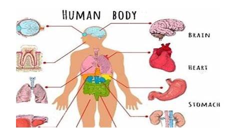 human organ location chart