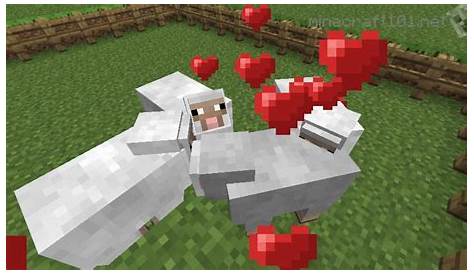 what do sheep eat minecraft