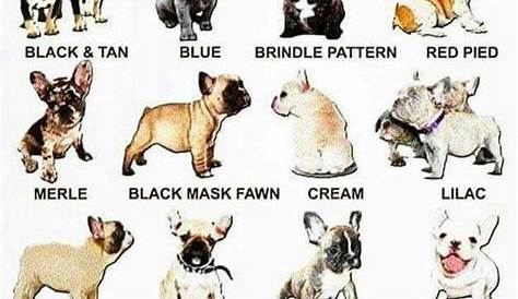 how to read french bulldog dna