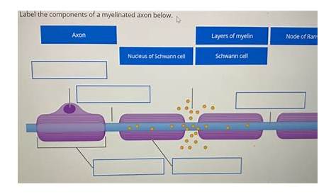 Solved Label the components of a myelinated axon below. Axon | Chegg.com