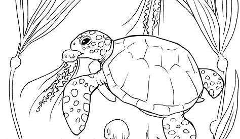 sea turtle printable