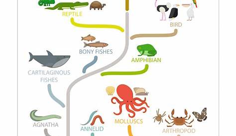 evolution chart of animals