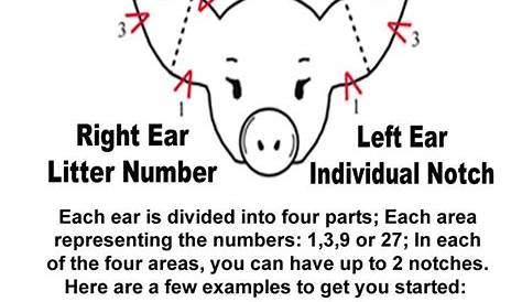 swine ear notching worksheet answer key