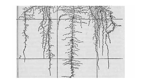 average depth of vegetable roots