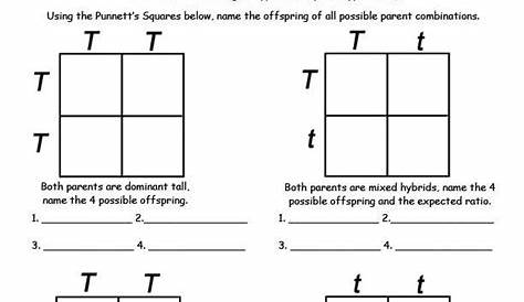 punnet squares worksheets