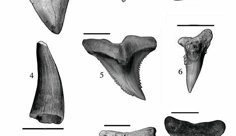 135 best Florida Fossils images on Pinterest | Sharks, Shark tooth and