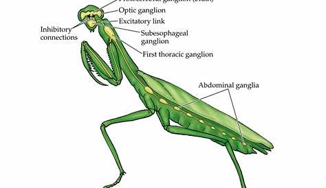 what do praying mantis eat - Animals Time