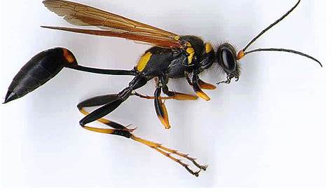 Wasp Identification Chart - Pest Control - Sydney