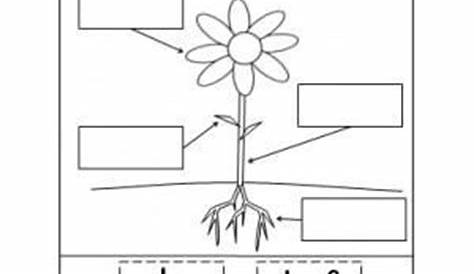 Learning About The Parts of a Plant | Worksheets for kindergarten, Spring and Lesson plans