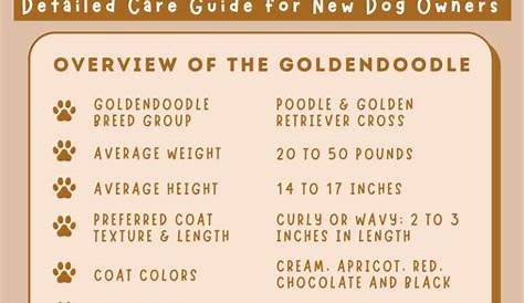 Goldendoodle - Size, Breed, Lifespan And Other Facts
