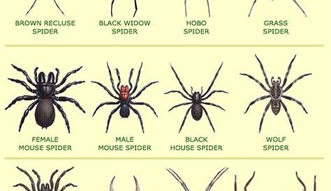 How to Spider-Proof Your Home (There’s One Thing That Actually Works