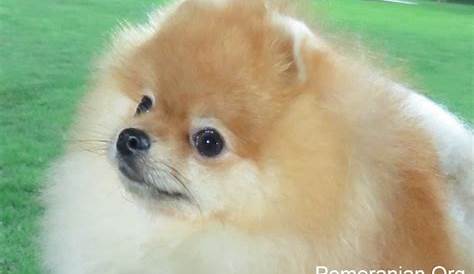 What Foods Can Pomeranians Eat That is Human Food?